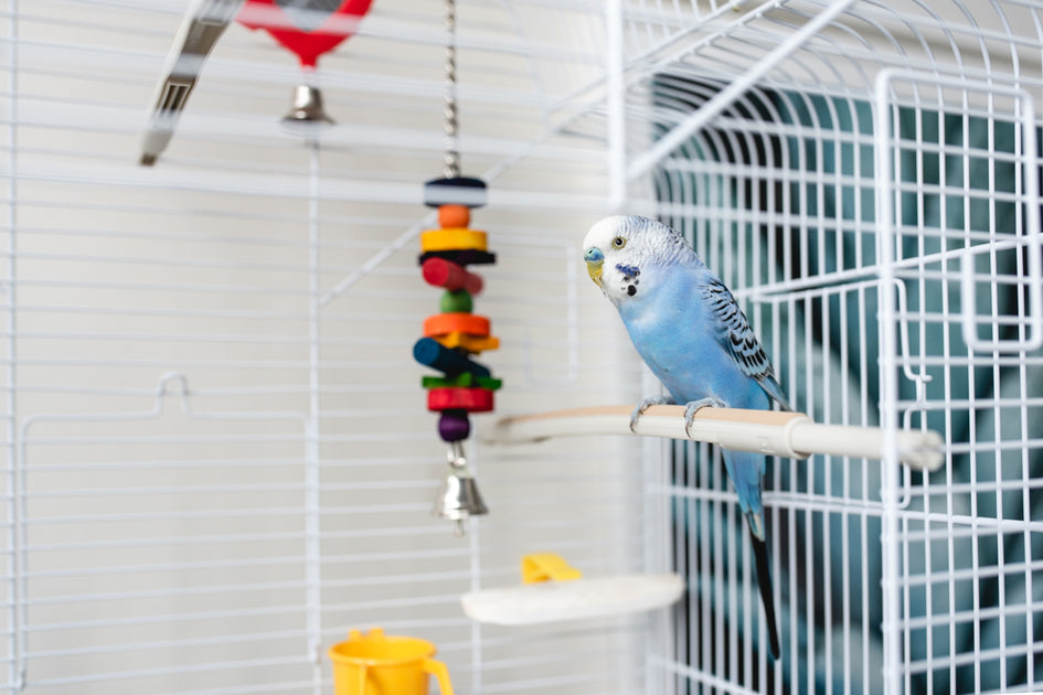 Ferplast ibiza open bird cage sale