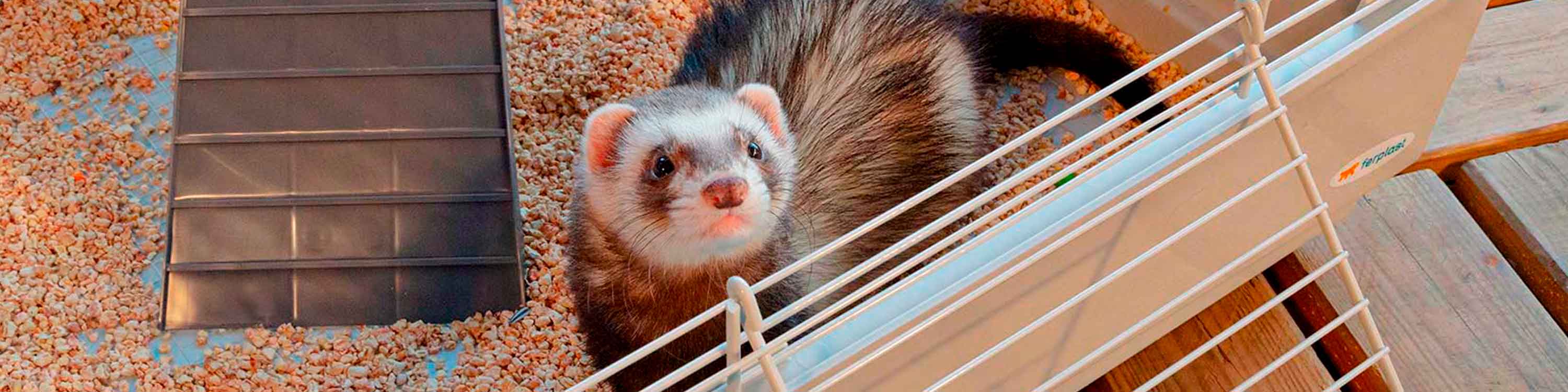 Large indoor ferret cages best sale